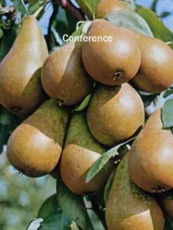 Familien-Birnbaum - Williams+Conference+Gute Luise+Nojabrskaja -Gartenbedarfs Geschäft Birne conference 1280x1280