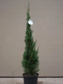 Cupressocyparis Leyl. Pyramidalis 'Eisspitze'®, Toscana-Zypresse 5 Cupressocyparis Leyl. Pyramidalis 'Eisspitze'®, Toscana-Zypresse -Gartenbedarfs Geschäft Eisspitze allgemein 1280x1280