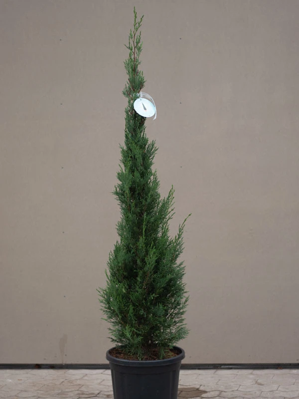 Cupressocyparis Leyl. Pyramidalis 'Eisspitze'®, Toscana-Zypresse 3 Cupressocyparis Leyl. Pyramidalis 'Eisspitze'®, Toscana-Zypresse – Bild 3