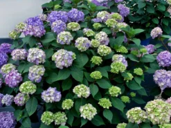 Hydrangea Macrophylla 'Endless Summer BloomStar'®