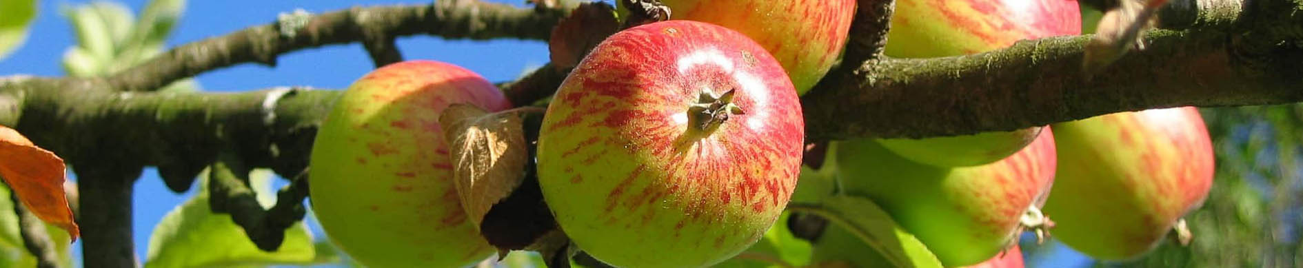 Gartenbedarfs Geschäft -Gartenbedarfs Geschäft GFJGJ