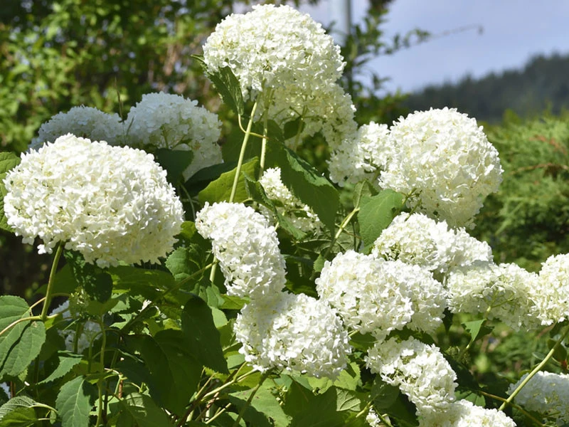 Hydrangea Arborescens 'Annabelle', Ball-Hortensie 2 Hydrangea Arborescens 'Annabelle', Ball-Hortensie – Bild 2