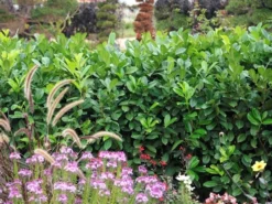 Prunus Laurocerasus 'Rotundifolia', Kirschlorbeer -Gartenbedarfs Geschäft Kirschlorbeer rotundifolia 1280x1280