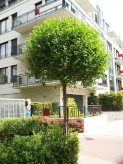 Prunus Fruticosa 'Globosa', Kugel-Kirsche - Hochstamm