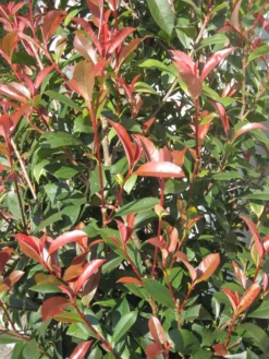 Photinia Fraseri 'Dicker Toni', Kompakte Glanzmispel -Gartenbedarfs Geschäft Photinia Laub 1280x1280