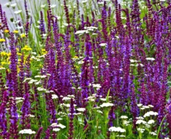 Blumenwiese - Staudenzauber