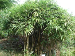 Pseudosasa Japonica, Pfeil-Bambus -Gartenbedarfs Geschäft Strauch Pfeil Bambus 1280x1280