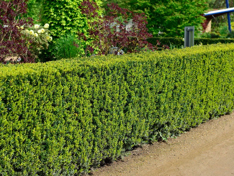 Taxus Media 'Hicksii', Becher-Eibe 1 Taxus Media 'Hicksii', Becher-Eibe