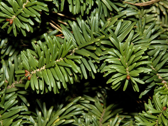 Abies Balsamea 'Nana', Zwerg-Balsamtanne 2 Abies Balsamea 'Nana', Zwerg-Balsamtanne – Bild 2