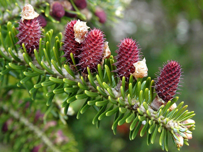 Abies Koreana, Korea-Tanne 2 Abies Koreana, Korea-Tanne – Bild 2
