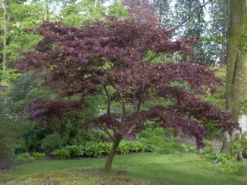 Acer Palmatum 'Atropurpureum', Rotblättriger Fächerahorn 8 Acer Palmatum 'Atropurpureum', Rotblättriger Fächerahorn -Gartenbedarfs Geschäft acer atropurpureum 3 1280x1280