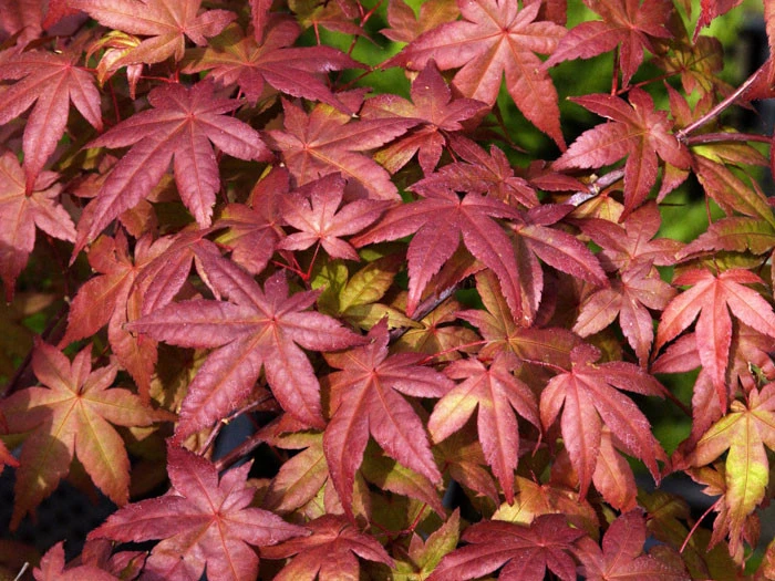 Acer Palmatum 'Deshojo', Rotaustreibender Fächerahorn 2 Acer Palmatum 'Deshojo', Rotaustreibender Fächerahorn – Bild 2