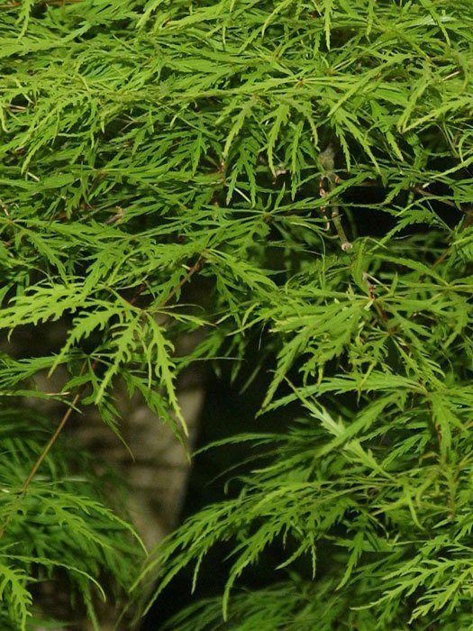 Acer Palmatum 'Dissectum', Grünblättriger Schlitzahorn 2 Acer Palmatum 'Dissectum', Grünblättriger Schlitzahorn – Bild 2