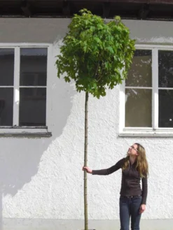 Acer Platanoides Globosum, Kugelahorn - Hochstamm 6 Acer Platanoides Globosum, Kugelahorn - Hochstamm -Gartenbedarfs Geschäft acer globosum hochstamm 1280x1280