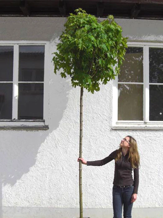 Acer Platanoides Globosum, Kugelahorn - Hochstamm 3 Acer Platanoides Globosum, Kugelahorn - Hochstamm – Bild 3