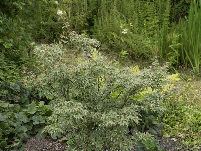 Acer Palmatum 'Butterfly', Japanischer Schmetterlingsahorn 2 Acer Palmatum 'Butterfly', Japanischer Schmetterlingsahorn – Bild 2