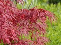 Acer Palmatum 'Dissectum Garnet', Rotblättriger Schlitzahorn 5 Acer Palmatum 'Dissectum Garnet', Rotblättriger Schlitzahorn -Gartenbedarfs Geschäft acer palmatum garnet 1280x1280