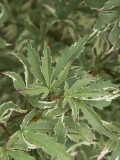 Acer Palmatum 'Butterfly', Japanischer Schmetterlingsahorn