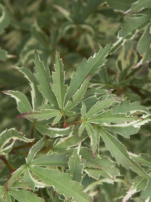 Acer Palmatum 'Butterfly', Japanischer Schmetterlingsahorn 1 Acer Palmatum 'Butterfly', Japanischer Schmetterlingsahorn