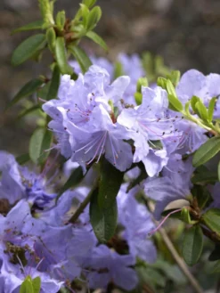 Rhododendron Impeditum 'Blue Tit'