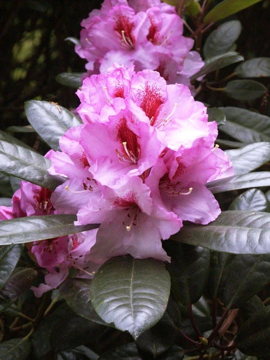 Rhododendron 'Diadem' 1 Rhododendron 'Diadem'