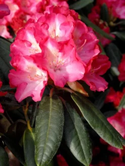 Rhododendron Yakushimanum 'Fantastica'