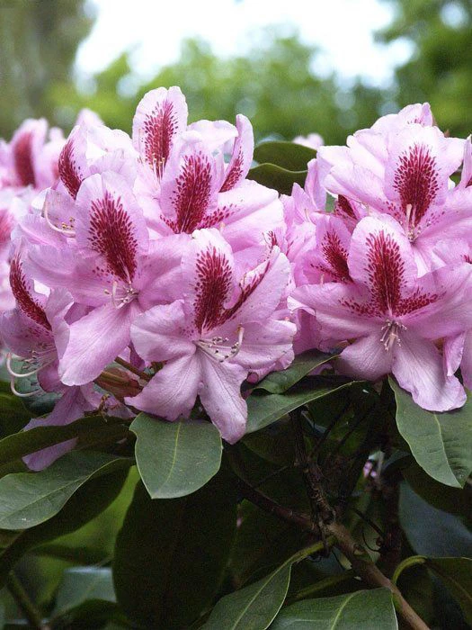 Rhododendron 'Furnivall's Daughter' 1 Rhododendron 'Furnivall's Daughter'