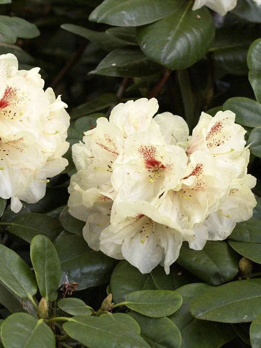 Rhododendron 'Goldbukett' 1 Rhododendron 'Goldbukett'