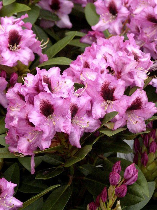 Rhododendron 'Kokardia' 1 Rhododendron 'Kokardia'