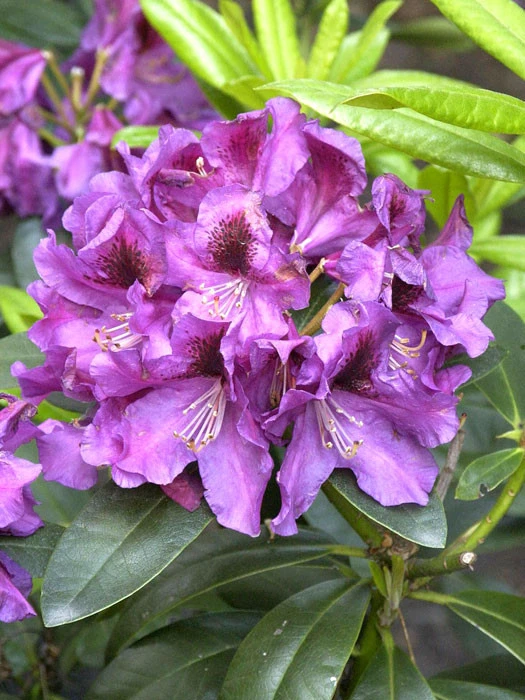 Rhododendron 'Rasputin' 1 Rhododendron 'Rasputin'