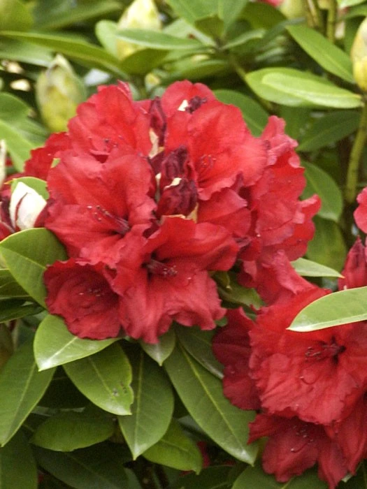 Rhododendron 'Red Jack' 1 Rhododendron 'Red Jack'