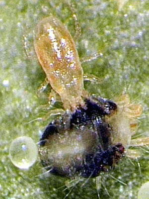 PhytoAmbly-Mix - Raubmilben-Mischung (Art.Nr. KB2038) 1 PhytoAmbly-Mix - Raubmilben-Mischung (Art.Nr. KB2038)