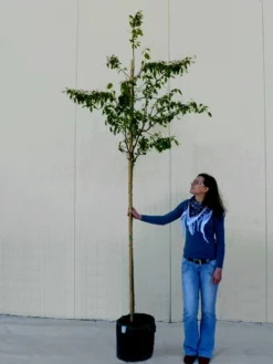 Amelanchier Lamarckii, Felsenbirne - Hochstamm 11 Amelanchier Lamarckii, Felsenbirne - Hochstamm -Gartenbedarfs Geschäft amelanchier lamarckii 1280x1280