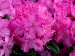 Rhododendron 'Anastasia' 5 Rhododendron 'Anastasia' -Gartenbedarfs Geschäft anastasia rhododendron 1280x1280