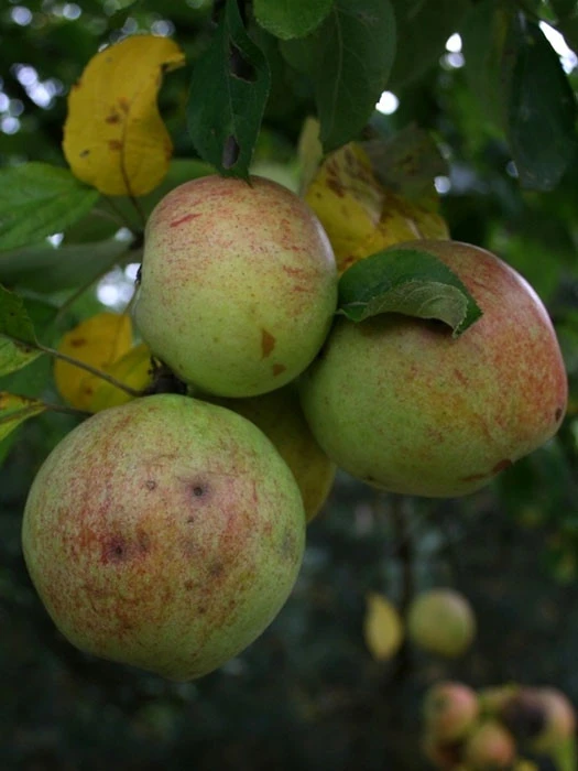 Apfel Bohnapfel 1 Apfel Bohnapfel