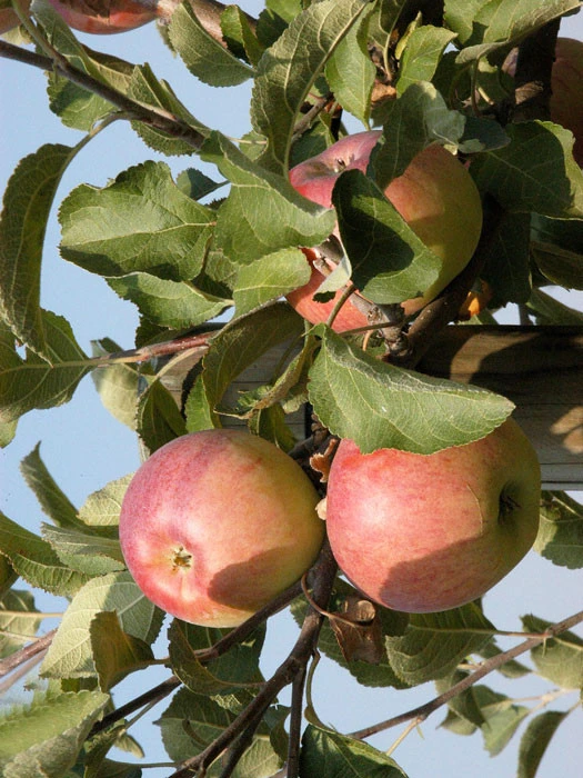 Apfel Cox Orangenrenette 1 Apfel Cox Orangenrenette