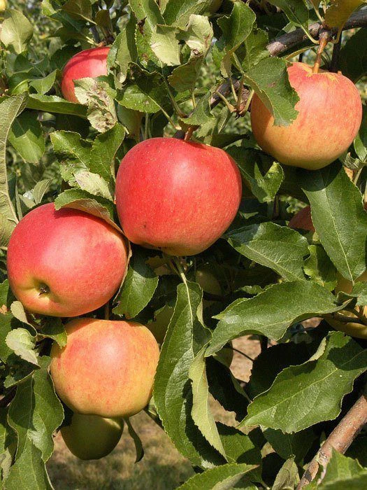 Apfel Gala 1 Apfel Gala