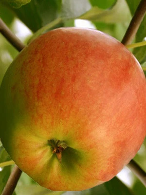 Säulenapfel 'Golden Gate' ® 2 Säulenapfel 'Golden Gate' ® – Bild 2