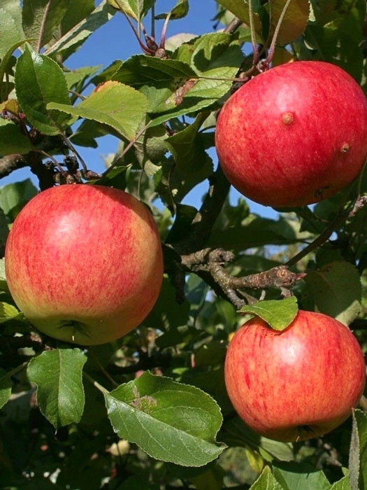 Apfel James Grieve 1 Apfel James Grieve