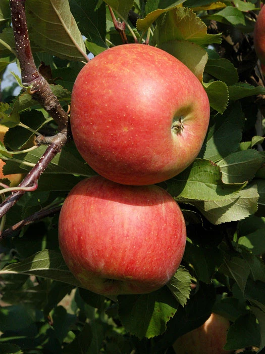 Jonagold, Apfel - U-Spalier 1 Jonagold, Apfel - U-Spalier