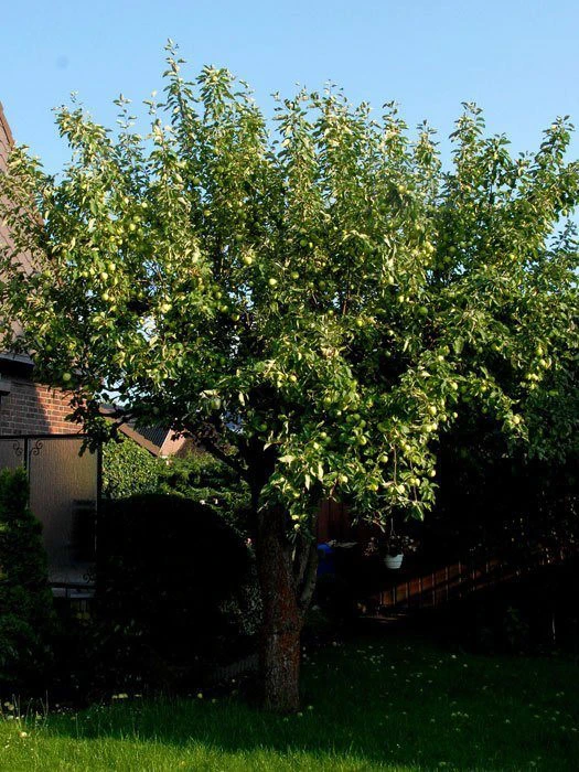 Apfel 'Weißer Klarapfel' 2 Apfel 'Weißer Klarapfel' – Bild 2