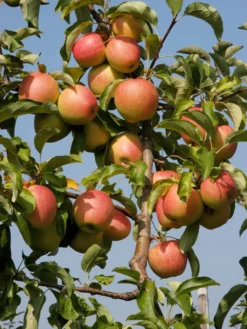 Duo-Apfelbaum - Topaz Und Pinova 5 Duo-Apfelbaum - Topaz Und Pinova -Gartenbedarfs Geschäft apfel pinova55599c52c5ff9 1280x1280