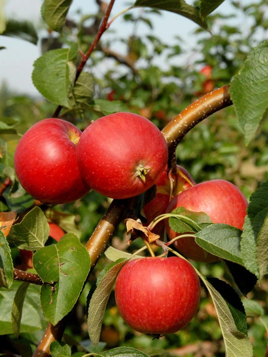 Apfel Resi (S) 1 Apfel Resi (S)