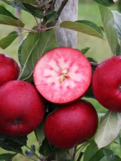 Apfel Rosette 7 Apfel Rosette -Gartenbedarfs Geschäft apfel rotes fruchtfleisch 1280x1280