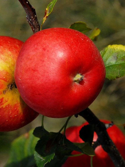 Apfel Rubinola (S) 1 Apfel Rubinola (S)