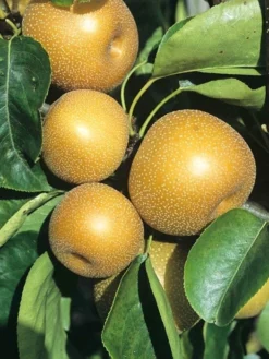 Apfelbirne Nashi 'Kosui', Chinesische Apfelbirne, Asienbirne