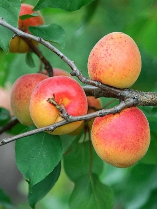 Aprikose Ungarische Beste 1 Aprikose Ungarische Beste