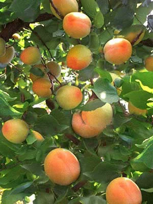 Zwergaprikose 'Aprigold' 1 Zwergaprikose 'Aprigold'