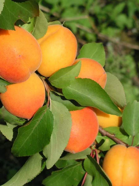 Aprikose Mombacher Frühe 1 Aprikose Mombacher Frühe
