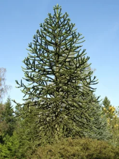 Araucaria Araucana, Chilenische Schmucktanne